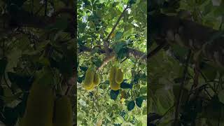 Jackfruit #shortsvideo #shortsfeed #shortsviral #travel #minivlog