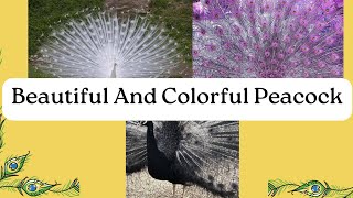 Beautiful and Colorful Peacock