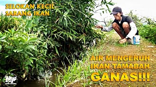 Mancing di selokan air keruh...Umpan turun langsung di sambar #microfishing #mancingnilem #mancing