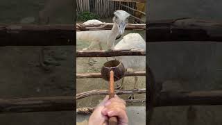 Mirip Burung Unta tapi katanya Bukan?! #shortvideo #shortsviral #feeding #ostrich #aviary