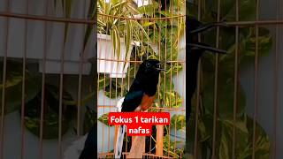 tembakan 1 tarikan nafas bosku