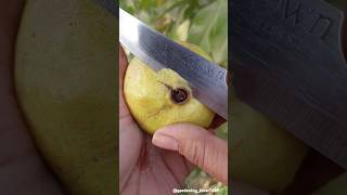 Fruits harvesting 🥑🍐🥝🍏🍈 #rural #fruit #cutting #peeling #garden #harvesting @gardening_lover7469