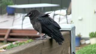 Crow Close Up and Calling