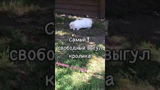 Свободный выгул кроликов | Прогулка без поводка