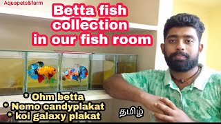 #bettafish collection🔥 in our fish room😍 | 😉பாக்கலாம் வாங்க 😎 | @aquapetsfarmtamil4785 | தமிழ்