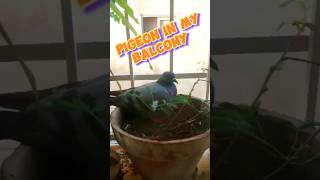 Pigeons | pigeons nest | highfly pigeons #pigeon #highflyingpigeons