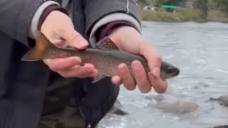 Brook trout on the Allagash River, Maine #fishing #brooktrout