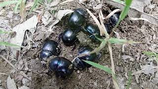 Dung Beetles in the Forest of Dean (part2)