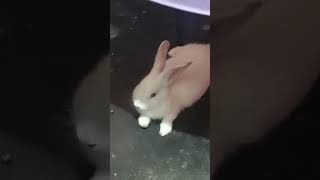 Olha que fofinha🐇❤