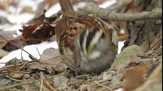 White-throated Sparrow