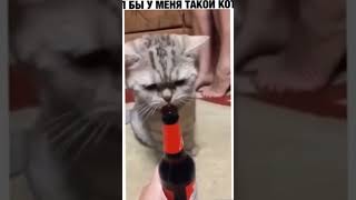 Был бы у меня такой кот #юмор #смешныевидео #ржач