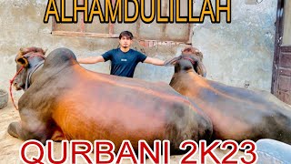 Qurbani 2k23😍 Safely reached home ||Mandi sy kitny ka mila? ||