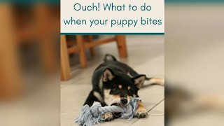 How to stop your puppy from biting?