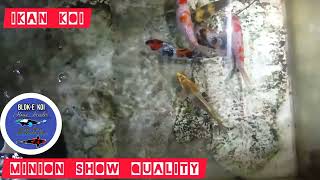 IKAN KOI MINION READY SHOW| Kohaku, Showa, Kin Utsuri, Ginrin, Ai Goromo