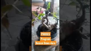 PROGRAM DEWA DARU #bonsai #bonsaiserut #bonsaidewadaru