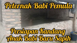 Persiapan Kandang Anak Babi Baru Sapih | Peternak Babi Pemula