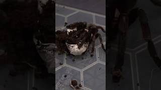 Pulling that sac! 🕷️🕸️ #spider #tarantula #taksinusbambus #eggsac #babies