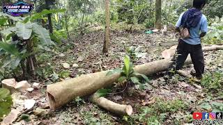 PART 5.  NEBANG POHON DI KEBUN