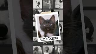 El Origen Del Gato Bizco [ Meme ] #crosseyedcat #gatobizco #memegato #axlbv  #memesen33segundos