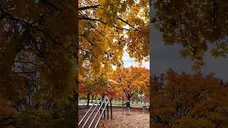 Beautiful Autumn Colours in Montreal