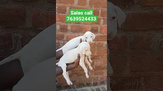 Rajapalayam Dog female puppy available location Rajapalayam call 7639524433