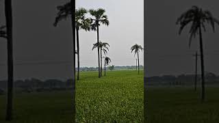 Beautiful Nature at village #nature #beauty #village #villagelife #green #greenlife #trees #sky