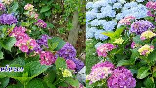 La Danse des #Carpes Koï #Hortensias #Albizia