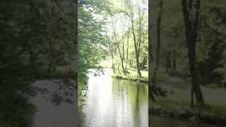 relaxing nature video with a beautiful small river in the forest