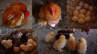 cocok buteifull  video hen | cute video best breed video ststus video #shorts #hen #youtubeshorts