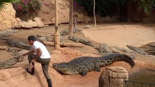 Cocodrilo parque Gran Canaria #animals #bioparque #crocodile #cocodrilo