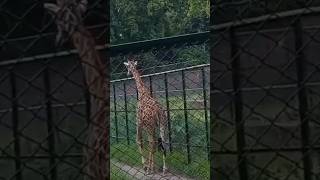 Guwahati Zoo part 1 #shorts#youtubeshorts#viral#trending#zoo