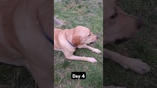 Day 4 until my dog gets 1k subscribers