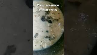 virall!! tikus berantem di atas sayur lodeh