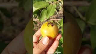 Fruits harvesting 🍏🍑🍐🥑🥝 #beautiful #natural #fruits #harvest @gardening_lover7469