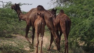 عائلة ضخمة من إبل الثار في الصحراء