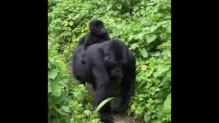 bwindi impenetrable forest national Park gorilla parental care#baby gorilla