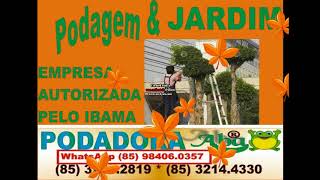 PODA CORTA ARVORE EM CHOROZINHO (85) 3214.4330 * 98406.0357