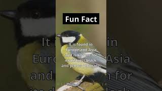 Fun Fact 🐦  ✨  Meet the Great Tit #shorts #birdwatching #nature #facts