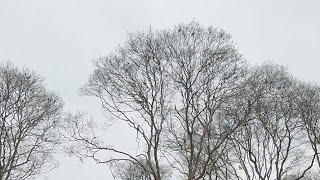 Relaxing Forest Walk: Enjoying the Beauty of Trees