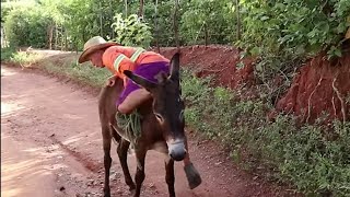 Seu mané quase mata seu sergio de medo !