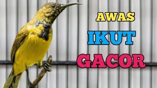 🔴 AWAS IKUT GACOR, PANCINGAN SOGON AMPUH BIKIN GACOR