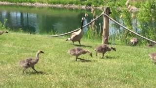 2016 June 16, Outardes-Geese, Valleyfield, QC, filmé par Jude Potvin