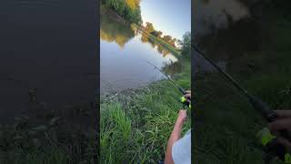 Fishing at the River and we got Sturgeon #minnesota #explore #fish #camping