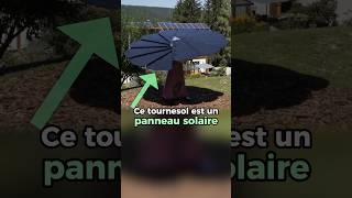 Ce tournesol est un panneau solaire #entrepreneur