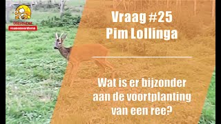 Vraag #25 DierenLot - Pim Lollinga over de voortplanting van een ree