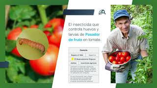 Elimina el Pasador en el Tomate con el Insecticida Destello | Agro Bayer Colombia