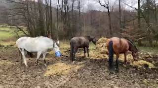 Klabonosé krasavice poprvé ve výběhu s náhubkem