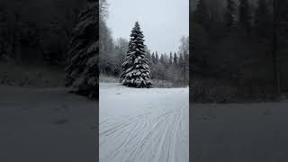 Lonely home inside forest