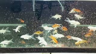 Platinum butterfly koi carp, comet fish feeding tubifex worms (live food)