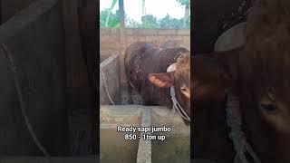 ready sapi qurban jumbo 081217351327 #sapisuper #sapijumbo #sapi #sapiqurban2024